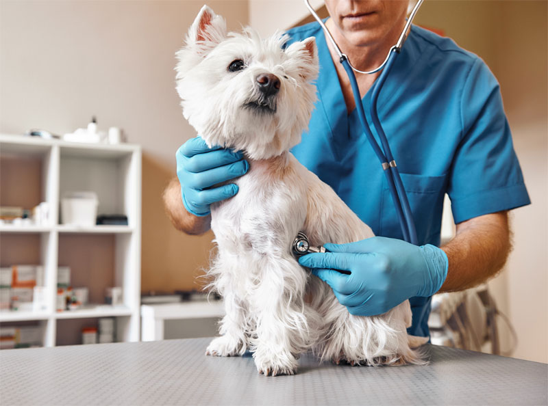 Managing the Cost of Veterinary Care