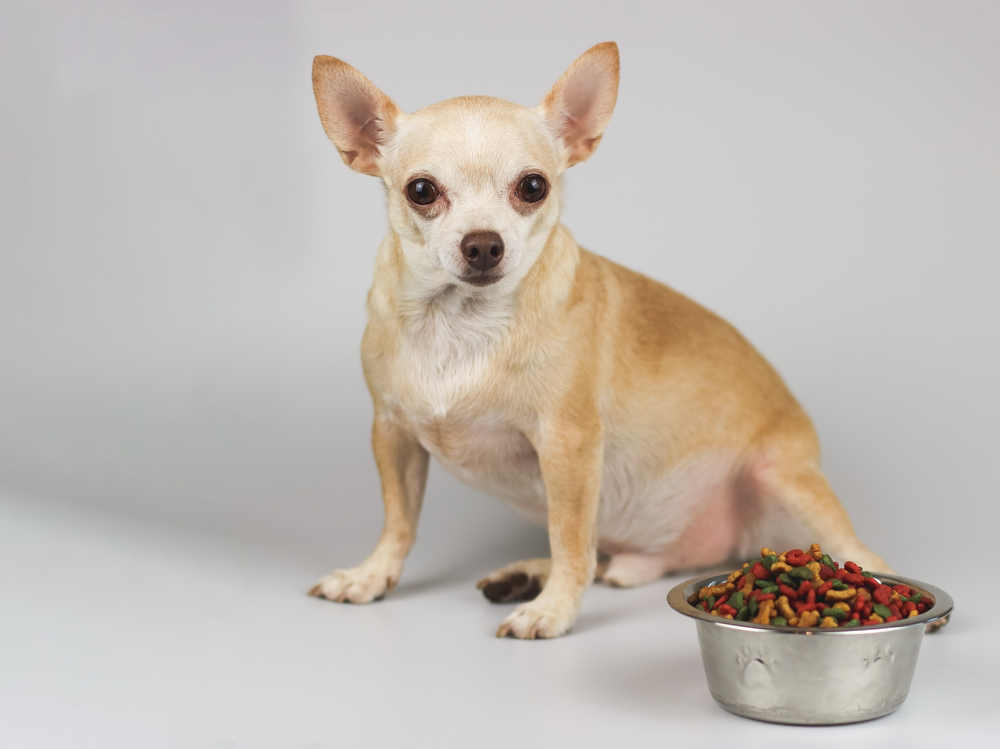The Importance of Gut Health in Pets: What Every Pet Parent Should Know