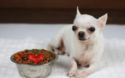 The Importance of Gut Health in Pets: What Every Pet Parent Should Know