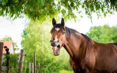The Importance of Dental Care for Horses: How Often Should You Float Their Teeth?