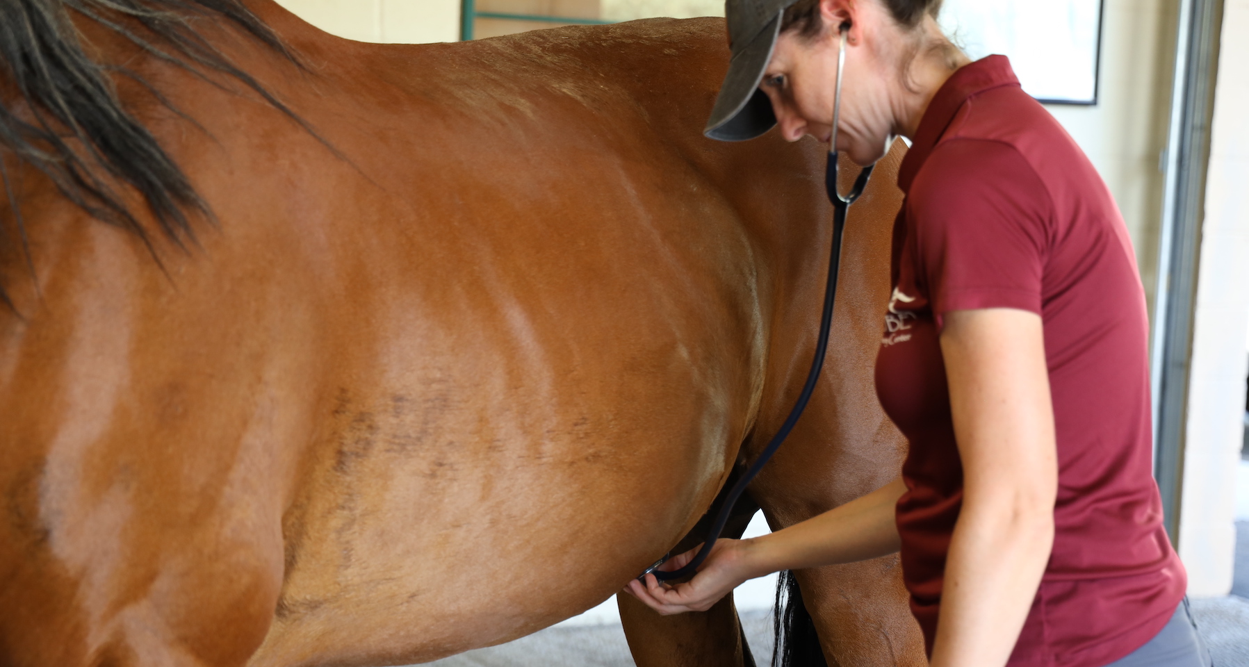 A picture of horse and a vet with the vet using a stethoscope
