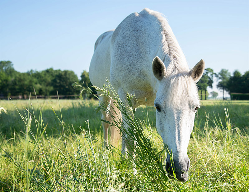 Equine Health: Understanding and Combating Common Parasites in Horses