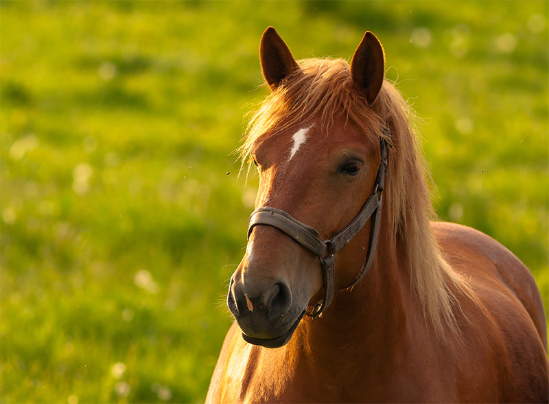 Equine Health: Understanding and Combating Common Parasites in Horses