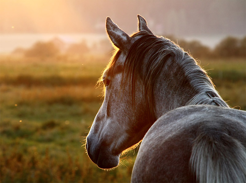 Equine Health: Understanding and Combating Common Parasites in Horses