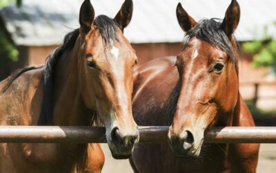 Does Your Horse Have Cushing’s Disease? Understanding Pituitary Pars Intermedia Dysfunction
