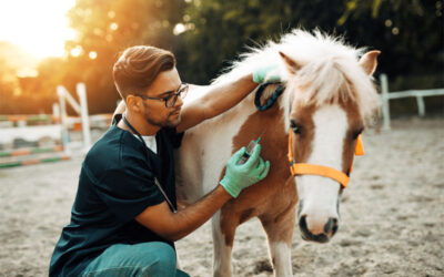 Equine Vaccination Best Practices