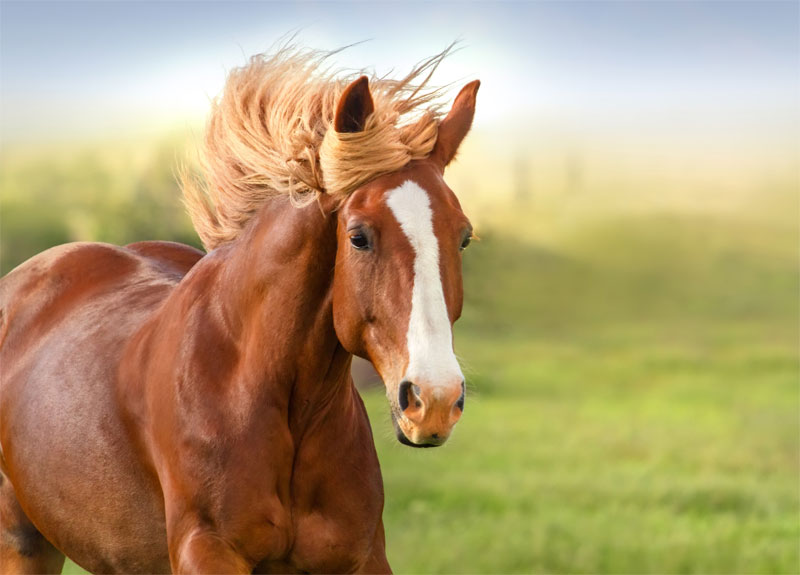 Equine Vaccination Best Practices