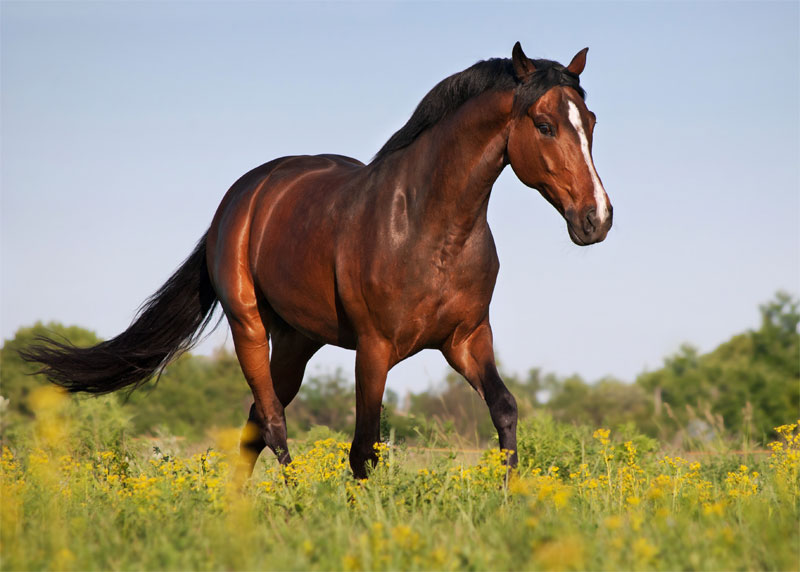 Equine Vaccination Best Practices