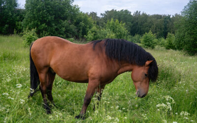 Essential Information on Stomach Ulcers in Horses for GI Health Month