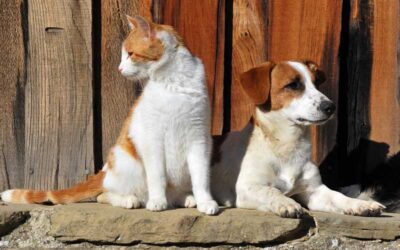 My Pet’s Face Is Swelling! What Should I Do?