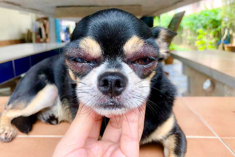 My Pet's Face Is Swelling! What Should I Do?