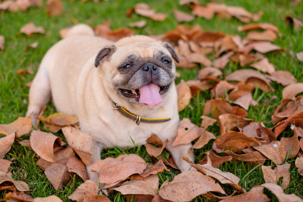 Fall Allergies in Pets: Helping Your Furry Friend Stay Comfortable This Season