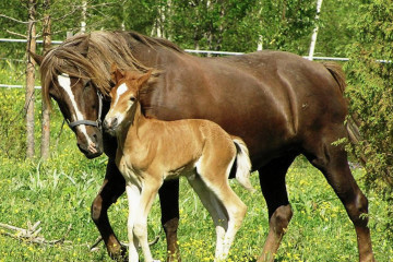 Foaling