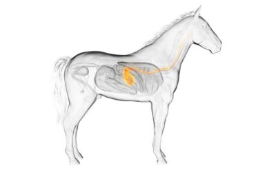 Gastric Ulcers in Horses: What You Need to Know