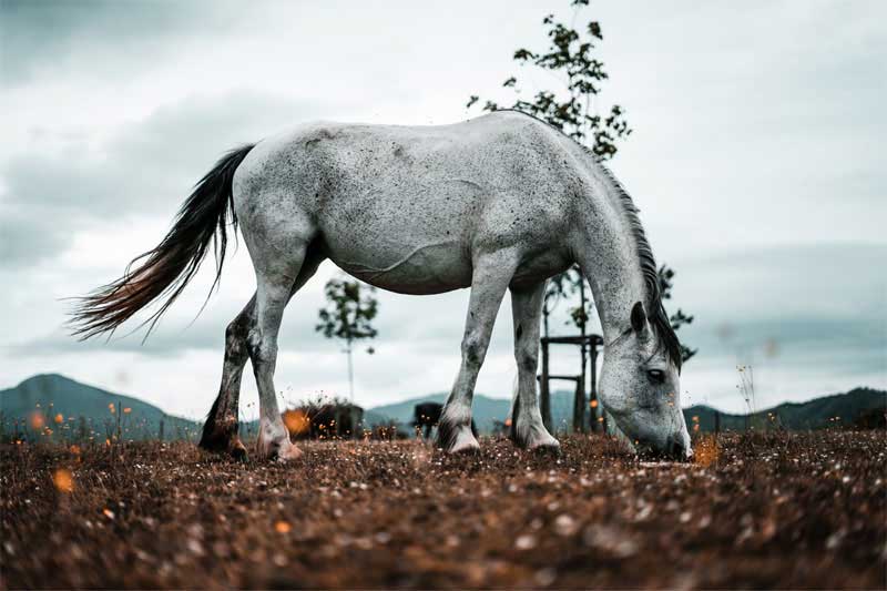 Gastric Ulcers in Horses: What You Need to Know