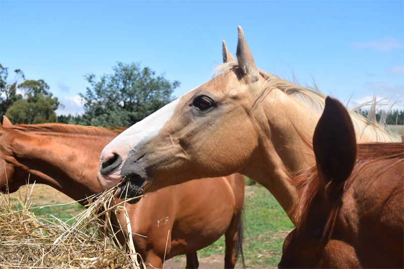 Gastric Ulcers in Horses: What You Need to Know