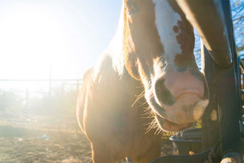 Gastric Ulcers in Horses: What You Need to Know