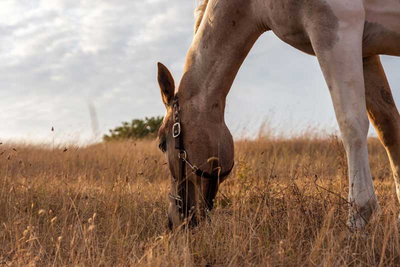 Gastric Ulcers in Horses: What You Need to Know
