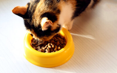 Get Creative on National Cook for Your Pet Day