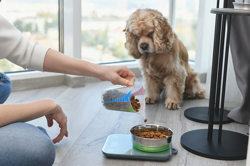 Get Creative on National Cook for Your Pet Day