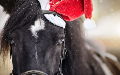 Get Festive With Holiday Treats for Horses