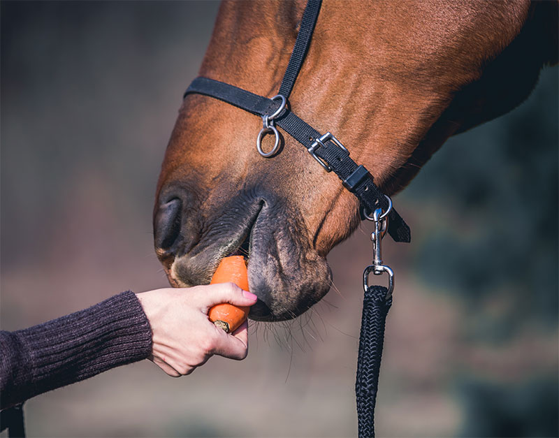Get Festive With Holiday Treats for Horses