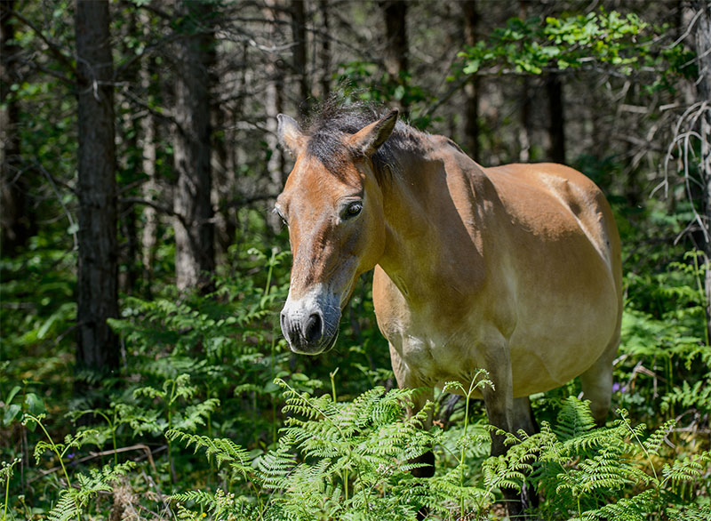 Get Festive With Holiday Treats for Horses