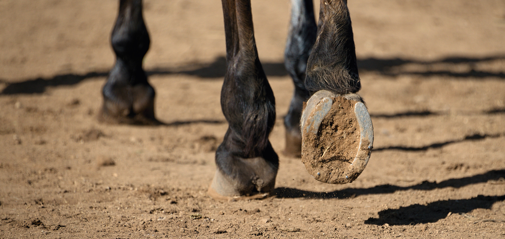 Managing Mud and Moisture: Preventing Hoof Issues in Horses