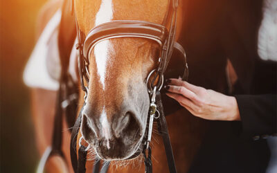 Horse Allergies: Symptoms & Care