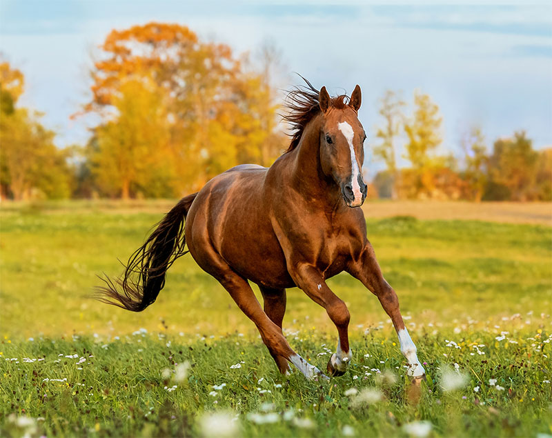 Horse Allergies: Symptoms & Care