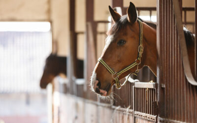 Fly Season is Here: Managing Pests and Protecting Your Horses