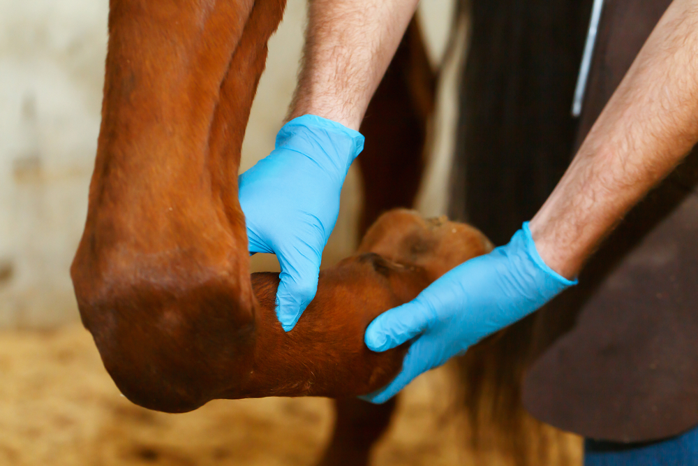Managing Mud and Moisture: Preventing Hoof Issues in Horses