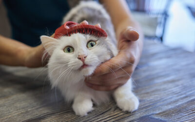 How to Celebrate Pet Appreciation Week