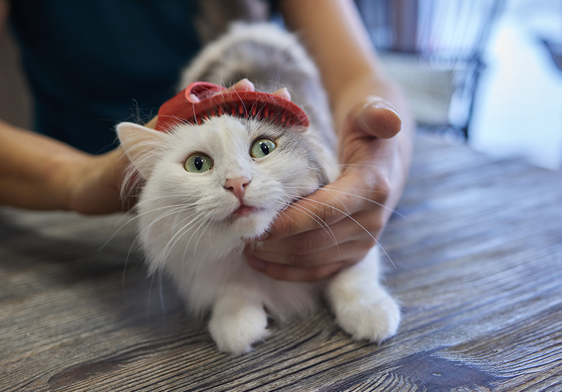 How to Celebrate Pet Appreciation Week