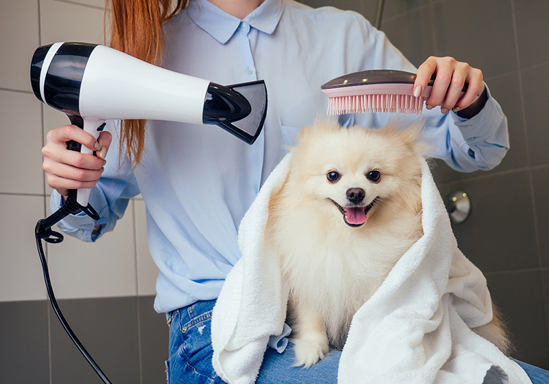 How to Celebrate Pet Appreciation Week