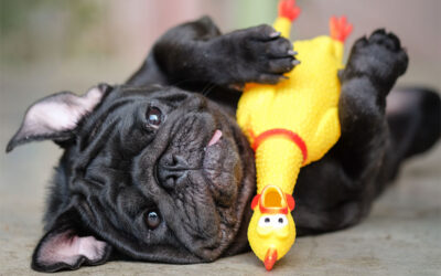 How to Choose the Best Toys and Treats for Your Pet This Christmas