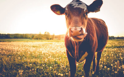 How to Keep Farm Animals Healthy: Tips for All Year Long