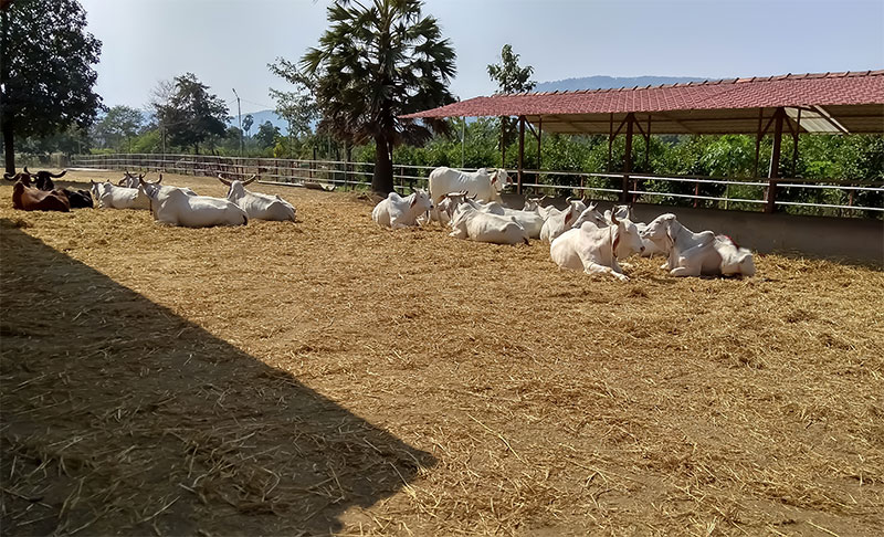 How to Keep Farm Animals Healthy: Tips for All Year Long