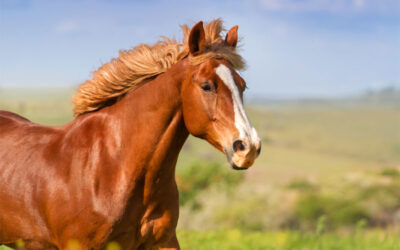 How to Keep Your Horse Healthy in the Summer