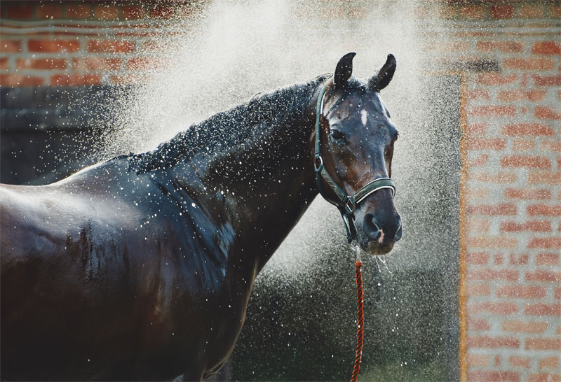 How to Keep Your Horse Healthy in the Summer