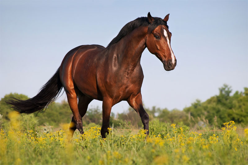 How to Keep Your Horse Healthy in the Summer