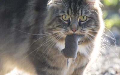 Eek! I Found My Pet Playing with a Bat! What Do I Do?