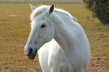 Caring For An Older Horse