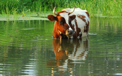 How to Keep Livestock Cool in the Summer Heat