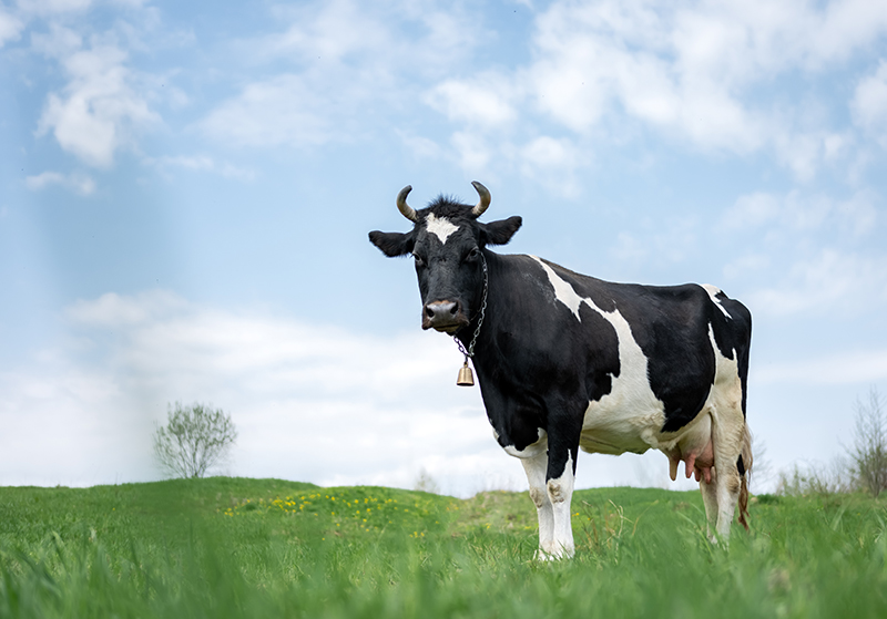 How to Keep Livestock Cool in the Summer Heat