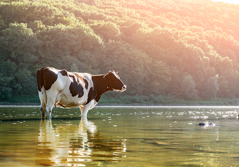 How to Keep Livestock Cool in the Summer Heat