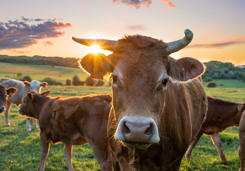 How to Keep Livestock Cool in the Summer Heat