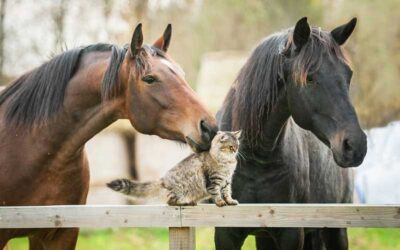 Why Does My Healthy Pet Need Lab Work?
