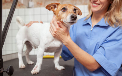 Why We Recommend Lab Work for Medicated Pets