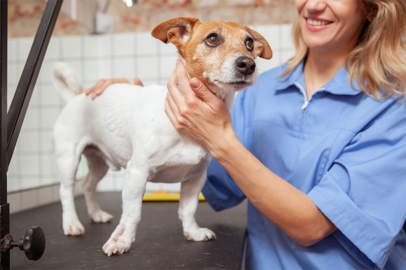 Why We Recommend Lab Work for Medicated Pets